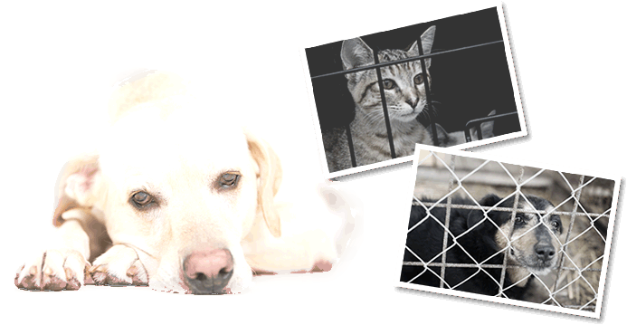 殺処分を待つ犬猫_02